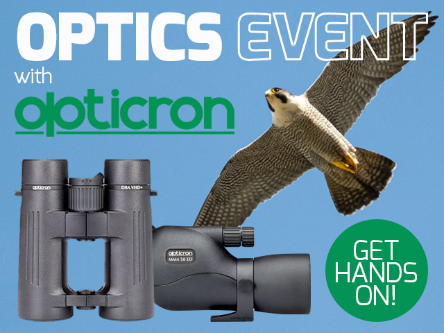 Chichester Peregrine Falcons with Opticron
