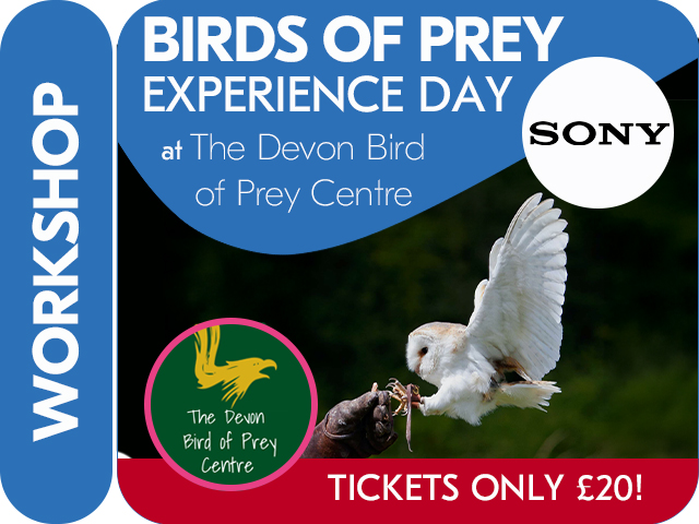 SONY BIRDS OF PREY EXPERIENCE DAY