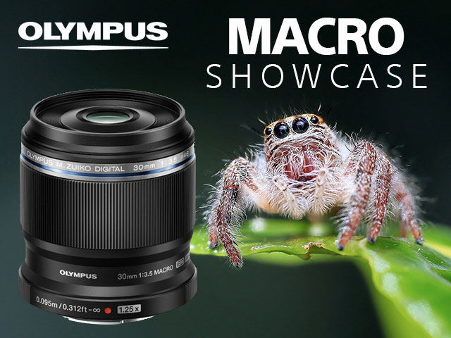 MACRO SHOWCASE