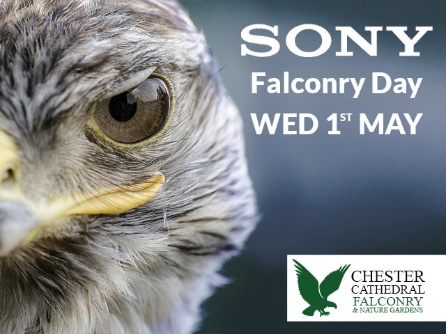 Sony Falconry Day