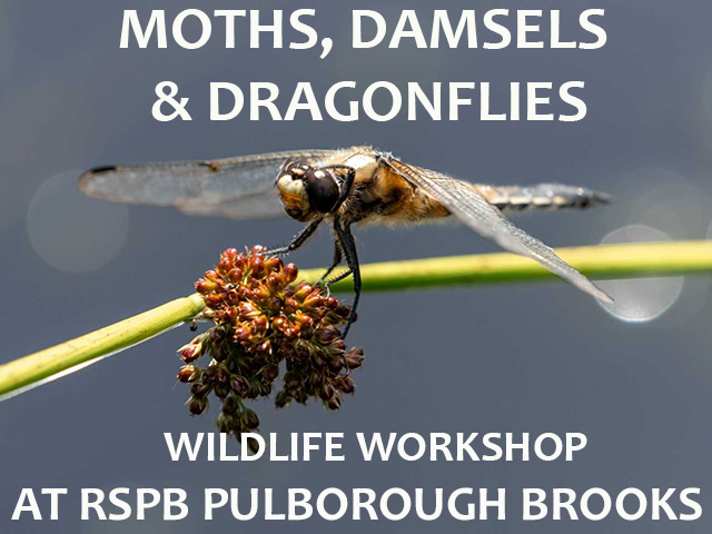 Moths, Damsels & Dragonflies Workshop at RSPB Pulborough Brooks