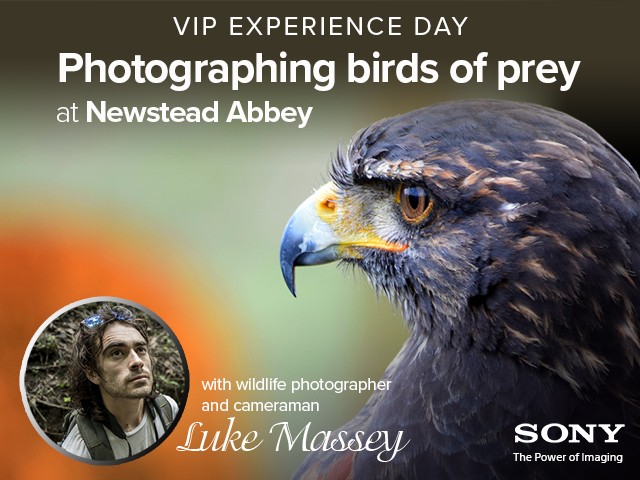 Birds of Prey VIP Photo Experience Day