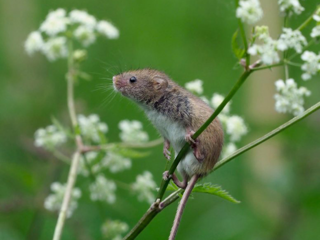 An Evening with Andy Sands, British Wildlife Photographer