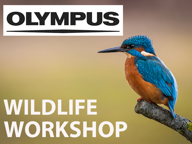 *Sorry this event is now POSTPONED, a revised date TBA  Olympus Telephoto Wildlife Workshop at Arundel Wetland Centre