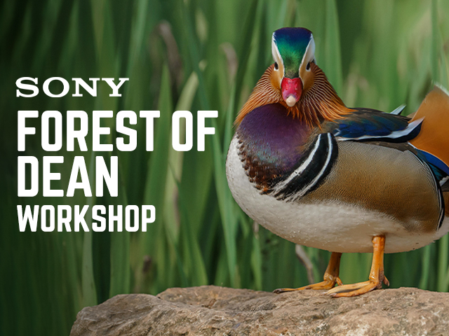 Forest Of Dean Workshop