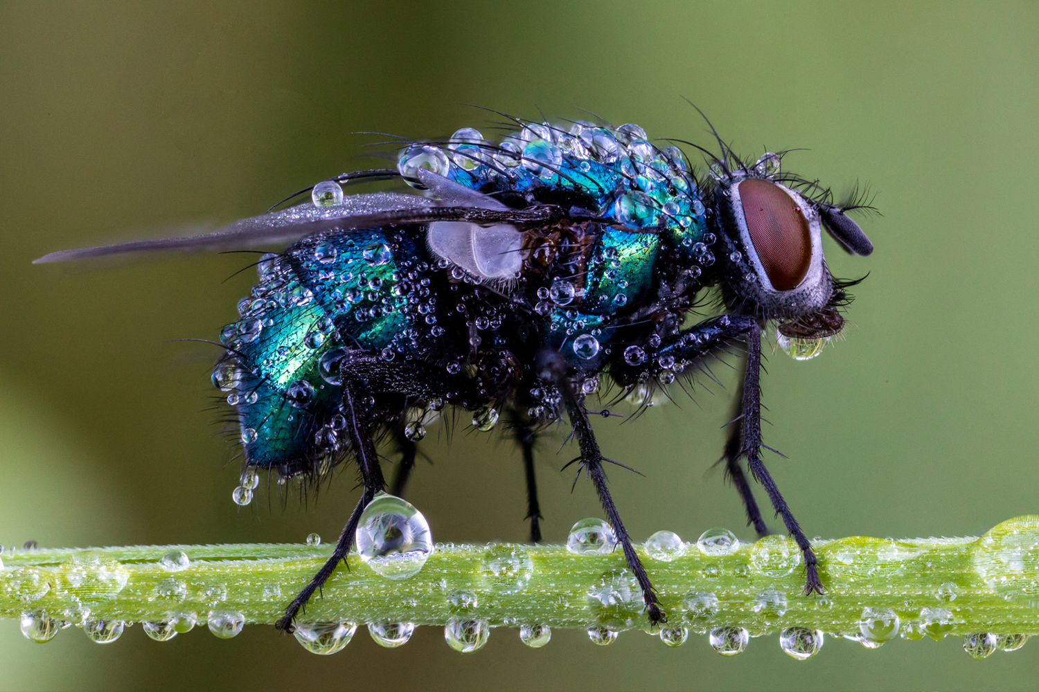 CANON LIVE | HOW TO DO MACRO PHOTOGRAPHY WITH OLIVER WRIGHT