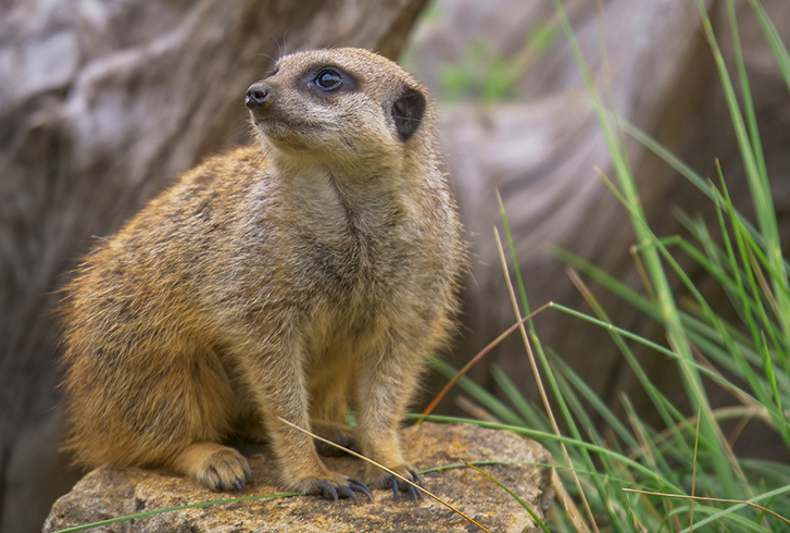 GO WILD WITH OLYMPUS AT MARWELL ZOO