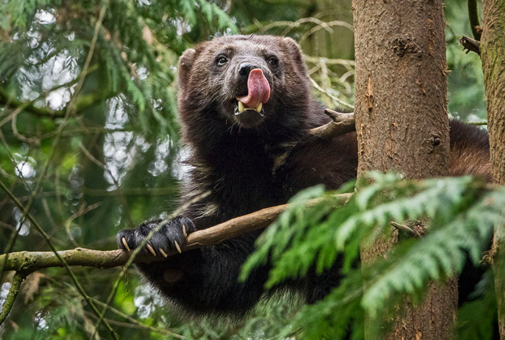 ENDANGERED EUROPEAN ANIMALS CAPTURED BY THE SONY RX10 III